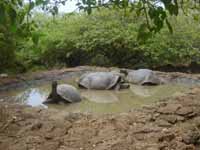 Tortoise pond